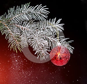 Christmas evergreen spruce tree with snow and red glass ball