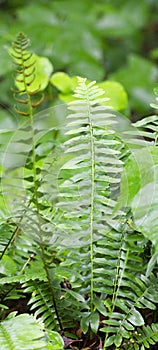 Christmas Fern fronds in Blue Ridge Mountains