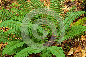 Christmas Fern, Polystichum acrostichoides, Adirondack Forest Preserve, New York