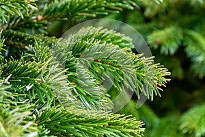 Christmas festive background with copy space. Close up of natural fur tree branch. New year poster for design