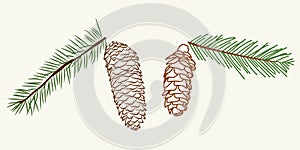 Christmas fir branch and cone, evergreen tree, spruce, cedar branch vector icon