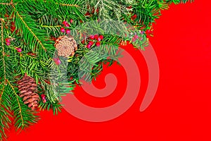 Christmas fir branches on red background.