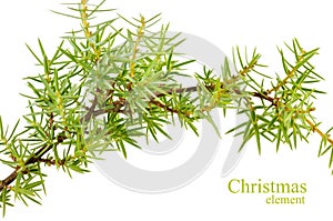 Christmas fir branches on a white background