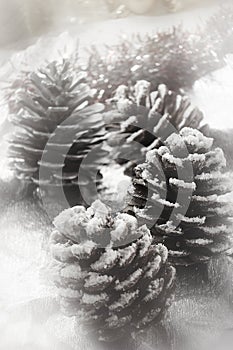 Christmas fir cone