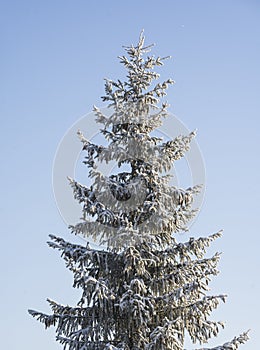 Christmas fir with cones on a background of blue sky. Vertical. Selective focus.