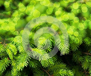 Christmas Fir Green Abstract Background