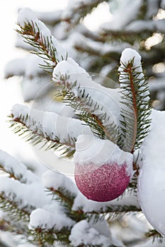 Christmas fir tree branch covered with snow and decorated with pink bauble outdoors, vertical shot