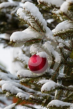 Christmas fir tree branch covered with snow and decorated with red bauble outdoors, vertical shot