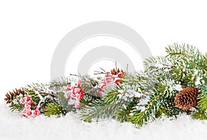 Christmas fir tree branch with holly berry