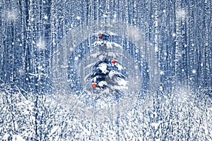 Christmas fir tree with red Christmas decorations in the winter snowy forest. Blue toning.