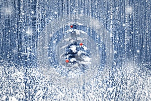 Christmas fir tree with red Christmas decorations in the winter snowy forest. Blue toning. photo