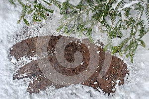 Christmas fir tree on a wooden board with snow, winter postcard frame background