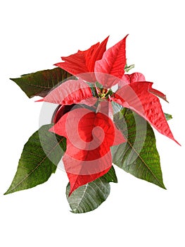 Christmas flower