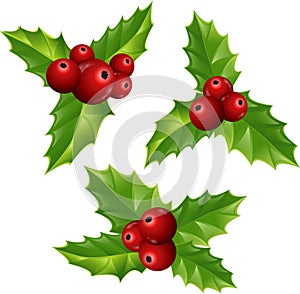 Christmas flower and branches. Christmas festival, New year invitation, or greeting cards.Holly with red berries. Eps 10