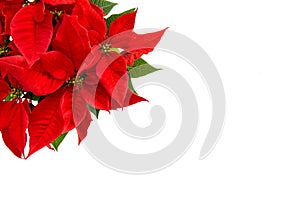 Christmas flower isolated white background Red poinsettia