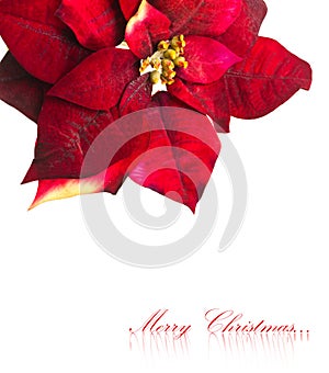 Christmas flower poinsettia