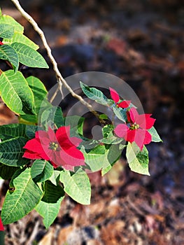 Christmas flower Poinsettia bloom on a brown dark background template