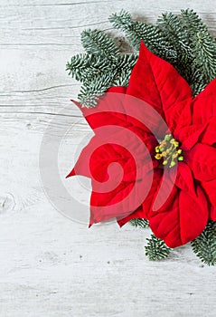 Christmas flower Poinsettia and fir tree branches