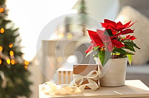 Christmas flower poinsettia with gift boxes on light table