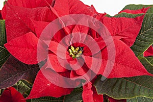 Christmas flower poinsettia isolated on white background, close up