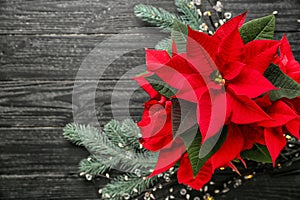 Christmas flower poinsettia on wooden table