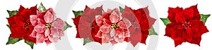 Christmas flower red poinsettia white background Floral border