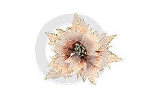 Christmas flowers. Pink Christmas flower on a white background. Isolate