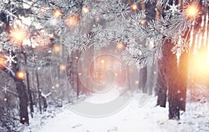 Christmas forest. Winter nature with shining magic snowflakes. Wonderful winter woodland. Xmas background. Frosty forest.