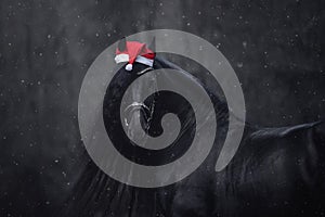 Christmas friesian horse with long mane in red cap in forest during snowfall