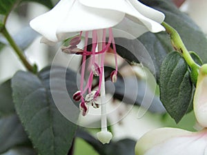 Christmas fuchsia white flower with pronounced anthers