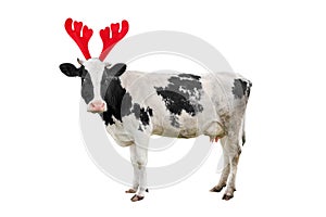 Christmas funny black and white spotted cow isolated on white background. Full length Cow portrait in Christmas Reindeer