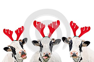 Christmas funny cow isolated on white background. Portrait of three Cows in Christmas Reindeer Antlers Headband.
