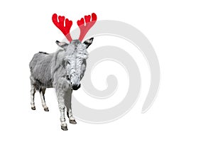 Christmas funny gray donkey isolated on white background. Full length donkey portrait in Christmas Reindeer Antlers