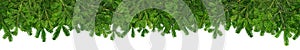 Christmas garland super wide panorama banner with fir branches