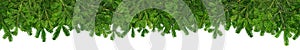 Christmas garland super wide panorama banner with fir branches photo