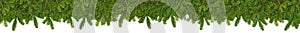 Christmas garland super wide panorama banner with undecorated empty blank natural rustic fresh green fir branches traditional pine