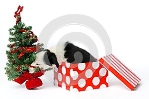 Christmas gift puppy