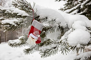 christmas gift sock hanging on christmas tree