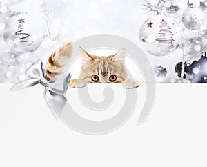 christmas ginger cat gift card with bright balls and silver ribbon bow, copy space template