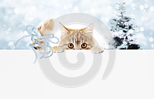 Christmas ginger cat gift card with tree and blue ribbon bow, co