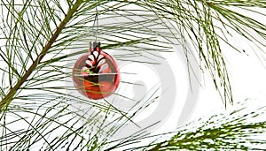 Christmas glass globe pine branch isolated