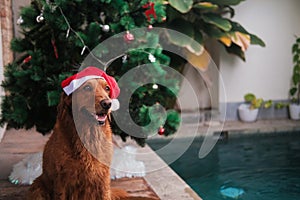Christmas golden dog in a Santa hat sitting by the pool and a Christmas tree