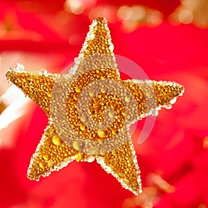 Christmas golden drops star in red