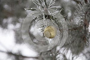 Christmas goldish ball on a branch of pine