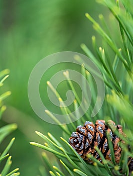 Christmas green branch with pine cone, background