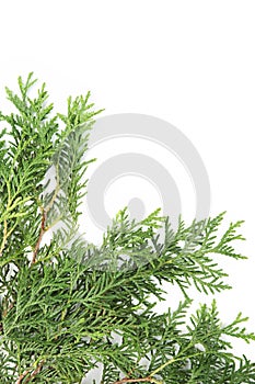 Christmas green framework