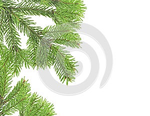 Christmas green framework isolated on white background. Green pine tree branches