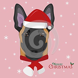Belgian Sheperd Malinois dog with red Santas hat and a woolen scarf for winter photo