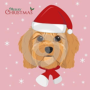 Cavoodle dog with red Santas hat and a woolen scarf for winter photo
