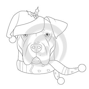 Christmas greeting card for coloring. Argentinian Dogo dog with Santa`s hat and a woolen scarf for winter